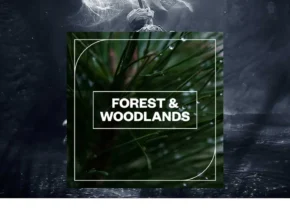 Blastwave FX – Forest and Woodlands (WAV)