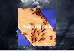 Blastwave FX – Insectopedia (WAV)