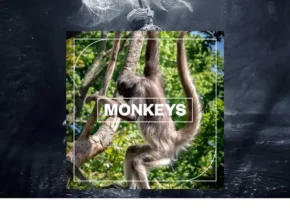 Blastwave FX – Monkeys (WAV)